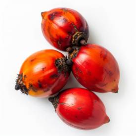 Red palm oil, organic, virgin, RSPO IP